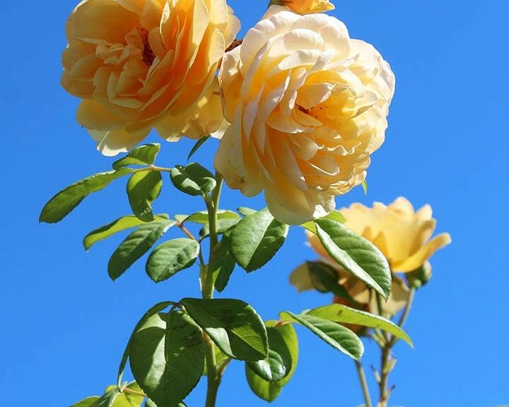 15 Most Beautiful Rose Flowers From Around The World Wpc Trends