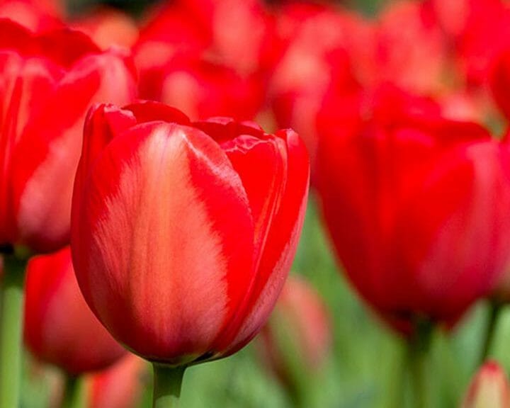 25 Most Beautiful Red Flowers - WPC Trends