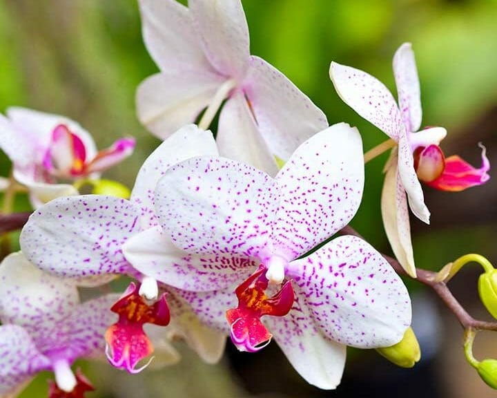Орхидея beautiful smile фото